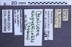 Etiketten zu Proludius angusticollis (NHMW-ZOO-COL-0007999)